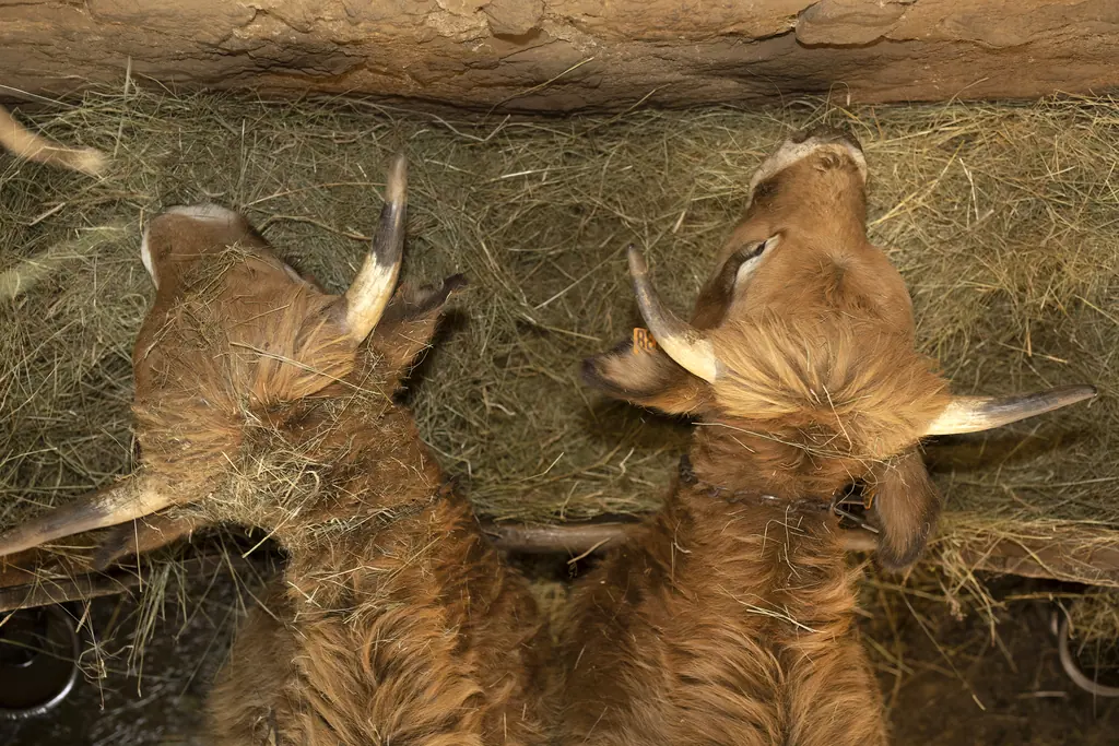 Deux vaches Aubrac mangent le foin au râtelier, dans l'étable de la Ferme du Graillou
