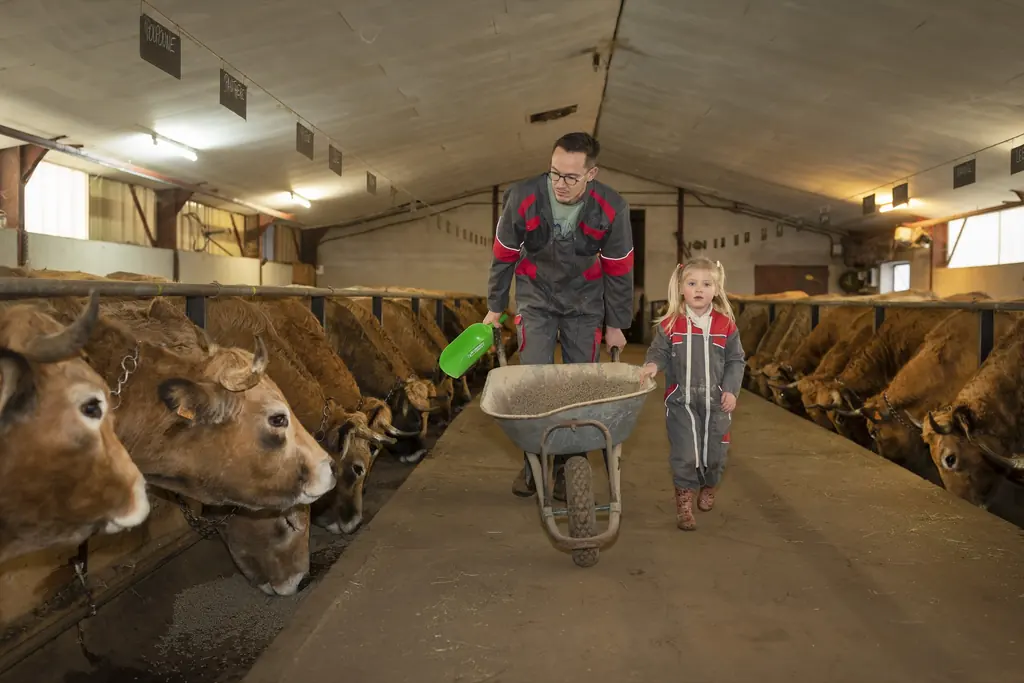 Thomas Gras et sa fille distribuent le fourrage dans l'allée de l'étable, entre deux rangs de vaches Aubrac