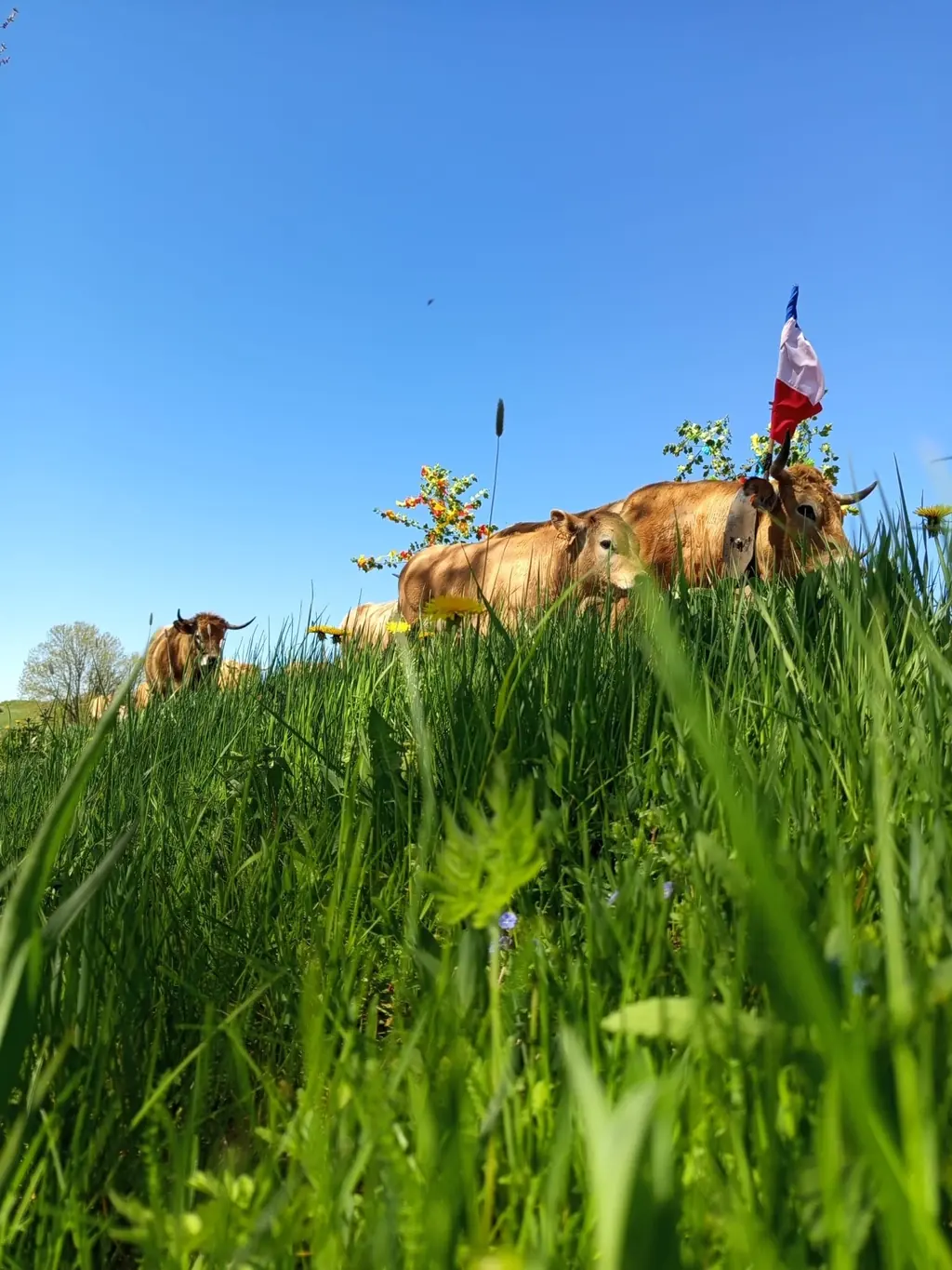 Vaches Aubrac parées de fleurs et de rubans, couchées dans l'herbe haute un jour de transhumance
